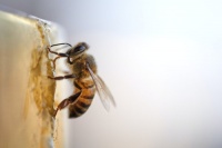 Artykuł Portal Pszczelarski - wszystko o pszczelarstwie w jednym miejscu