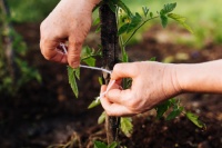Artykuł Sznurek bawełniany 2mm w aranżacji ogrodu: Roślinne uwiązania i naturalne dekoracje